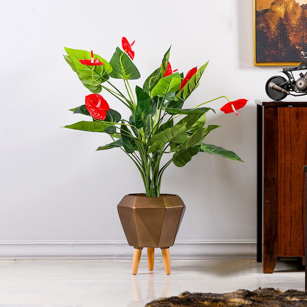 Anthurium