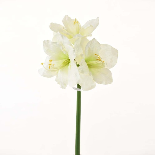 [HOM-Dan-02055] AW21  Rejoice  white  amaryllis