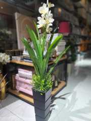 [Hom-ova-06397] Big Leaf Bonsai